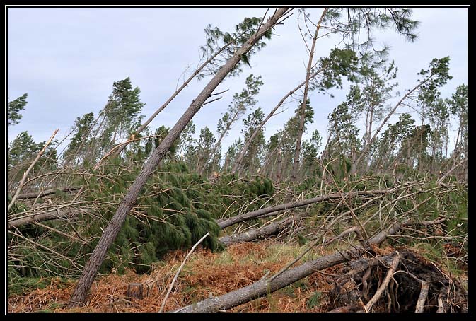 Tempête Klaus-2009 (3)